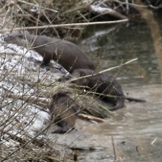 Otters and pups