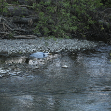 Harry the Heron 