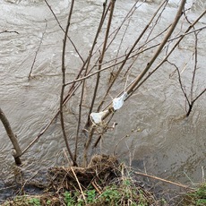 Cenarth, condoms in the tree following a CSO discharge