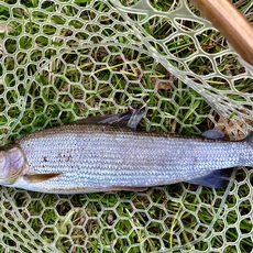 Grayling lower Teifi 