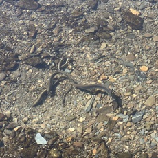 River lamprey 2021