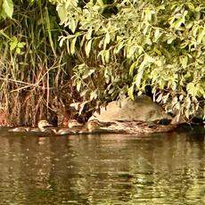 Mallard ducklings 