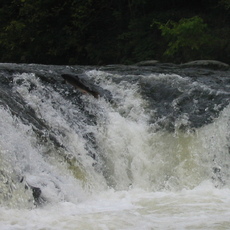 Salmon Cenarth falls