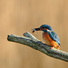 Common kingfisher 